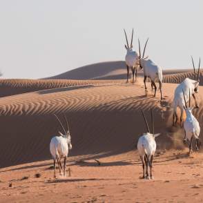 ONLY FOR 5 COOL FACTS USE White Sands Oryx 2