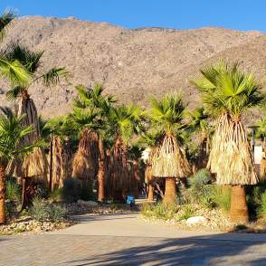 Palm Springs downtwon park