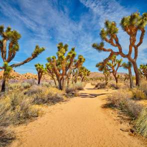 Hiking trail through Joshua Trees at Barker Dam.