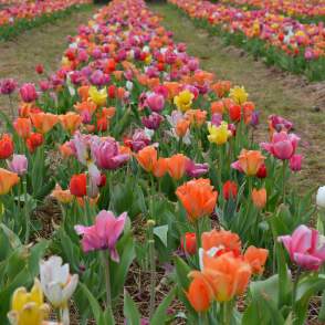 A field of colorful tulips