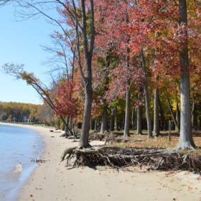 trees with fall foliage next to a body of water