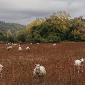 sheep