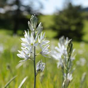 Camas Flower