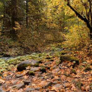 Fall Trees in Roseburg