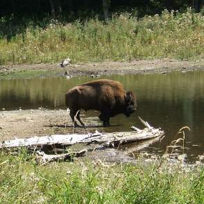 Northwest Trek grizzly Bison