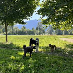 Orting Calistoga Dog Park