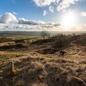 a sunset landscape with blue skies and fields and sheep in foreground