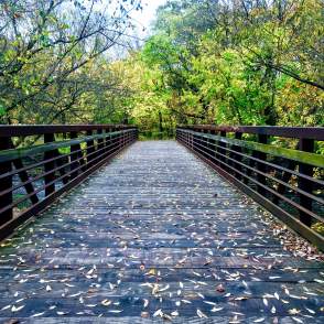 The Oak Leaf Trail