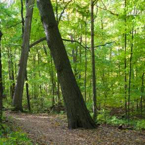 Forest Exploration Center