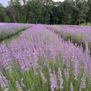 Hope Hill Lavender Farm