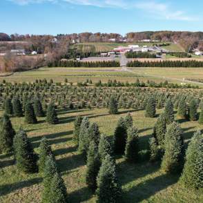 Pioneer Evergreen Farms