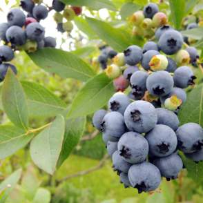 Linbo Blueberry Farm