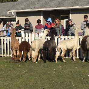 Firwood Alpaca Farm