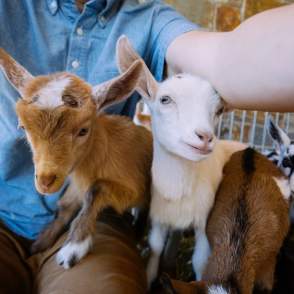Mountain Lodge Farm