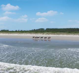 Take a Trip to Waites Island