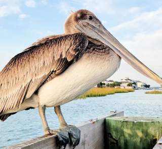 Best Birdwatching in North Myrtle Beach