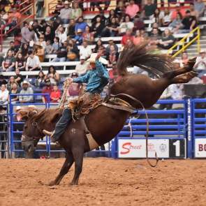 Rodeo rider on a bucking horse during the Amarillo Tri-State Fair Rodeo in Amarillo, with a crowd of spectators watching in the background