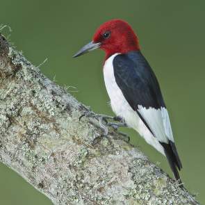 Red-headed woodpecker that can be found in Beaumont