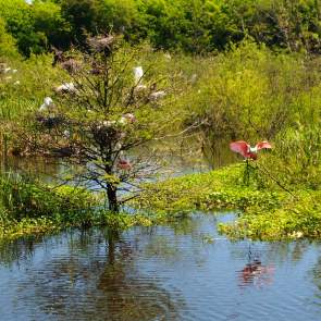 Smith Oaks Rookery in High Island near Beaumont, TX