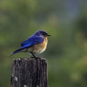 Your Guide to Birding in Gatlinburg