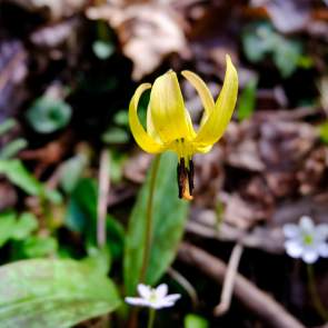 Trout Lily wildflower