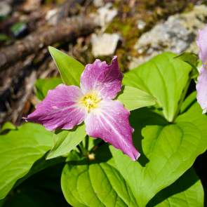 Spring Wildflowers in the Smoky Mountains
