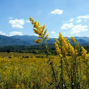 Fall for Autumn Wildflowers in Gatlinburg