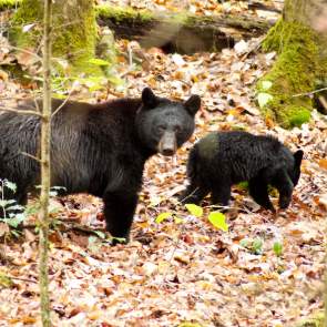 Fall Tips for Avoiding Bear Encounters