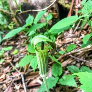 Jack in the Pulpit Wildflower