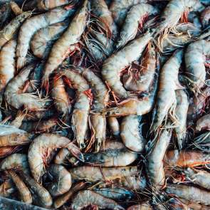 Shrimp