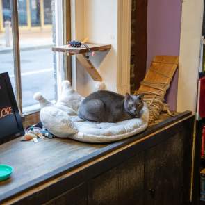 A gray cat sits on a cat bed in the window of The Haunted Book Shop