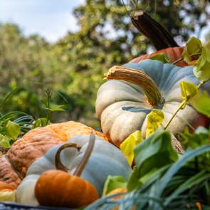 Cluster of pumpkins and gourds at Bellingrath Gardens & Home