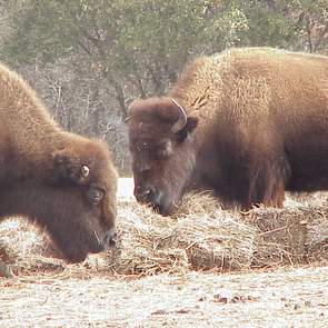 Fort Worth Nature Center and Refuge