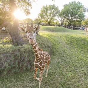 Fort Worth Zoo