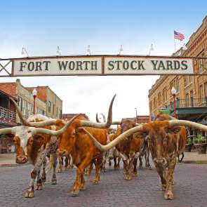 Fort Worth Herd