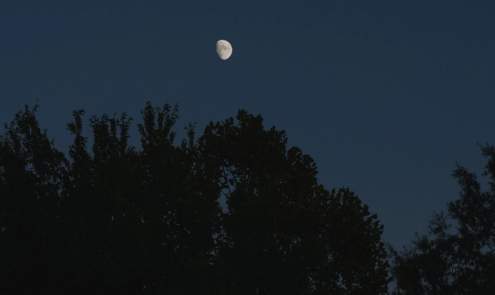 Nature at Night: Sights, Sounds & Stars