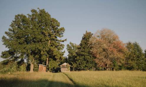 Sunday Stroll: Wish Tree