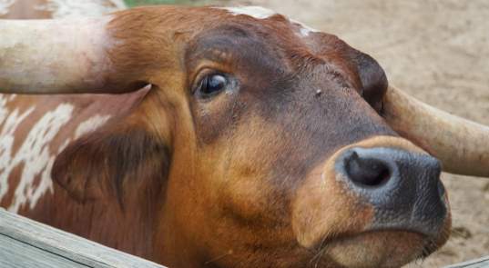 5 Ways to See the Fort Worth Herd
