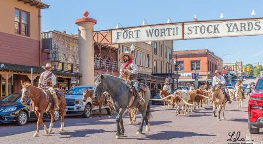 Meet the Fort Worth Herd