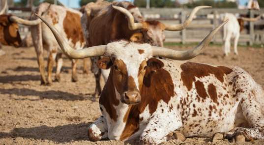 19 Facts You Didn't Know about the Fort Worth Herd