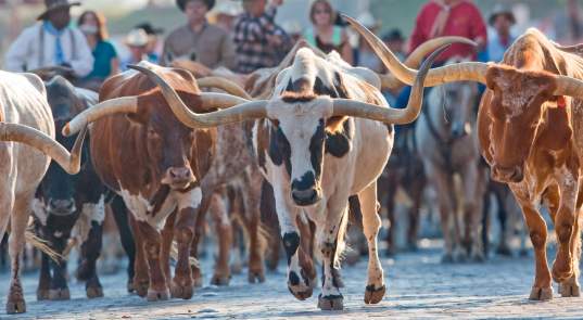 Fort Worth Herd: Most Frequently Asked Questions