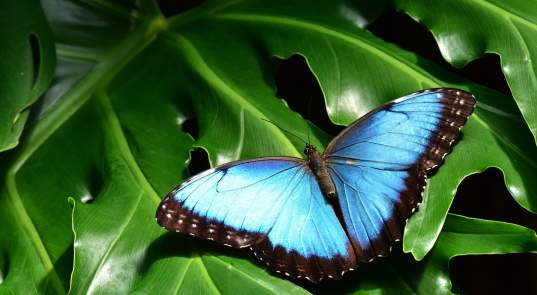 Butterflies in the Garden at FWBG