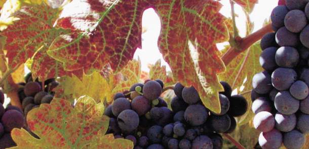 Grape Vines with Fall Leaves