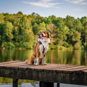 Dog on the Chewacla Pier