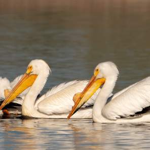 Pelicans swimming
