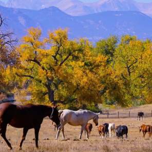 Seven Longmont-Area Spots to Savor Colorado’s Fall Season