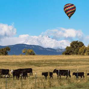 Hot air balloon with cows