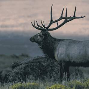 Elk in Rocky Mountain National Park
