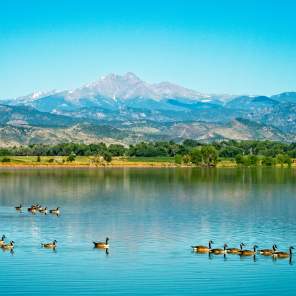 Geese swimming in front of a panoramic view of Long's Peak