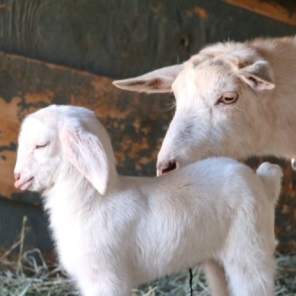 Farmfest at Sunflower Farm 2026